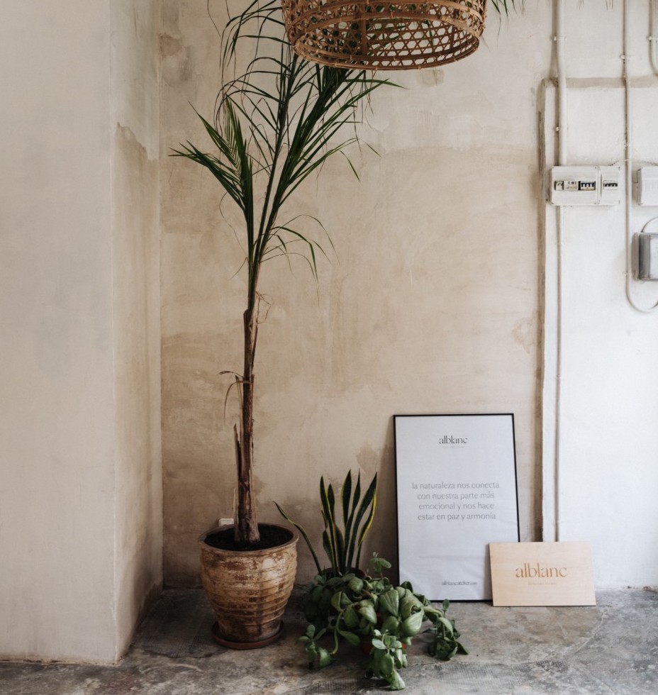 Plants for a good indoor climate
