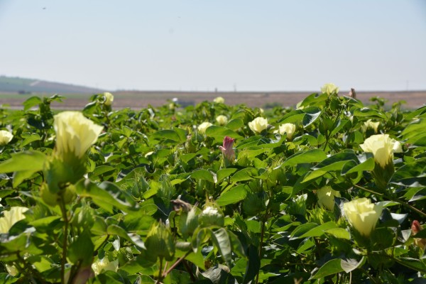 organic cotton plantation