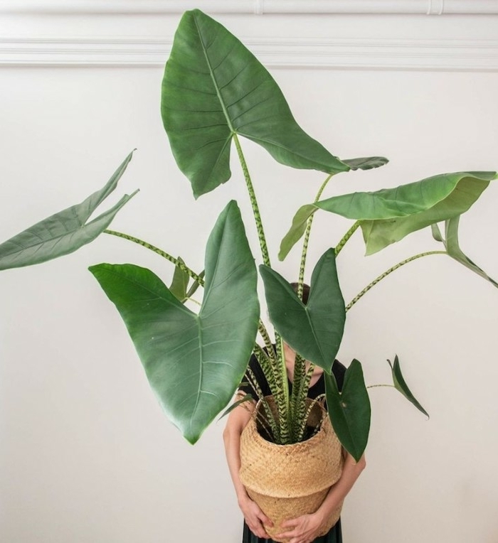 Indoor office plants online