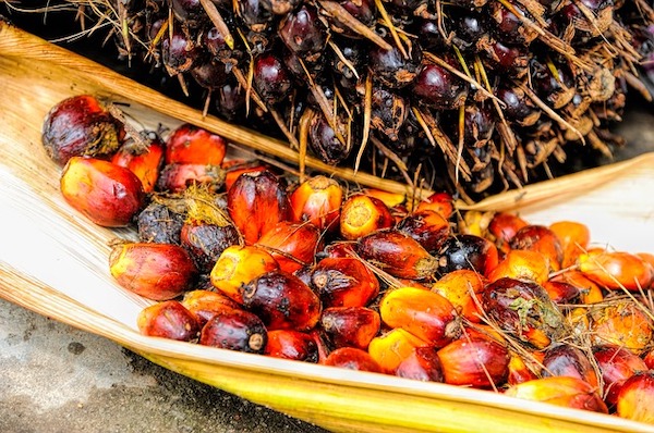 palmöl frucht